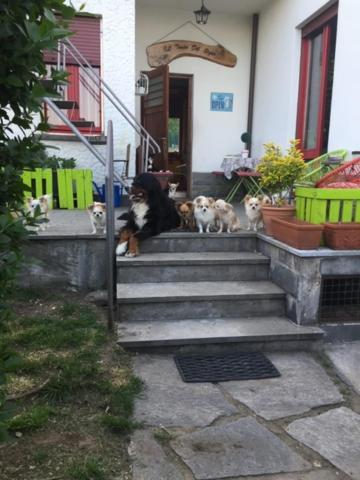 B&B Il Tempo Del Sogno Con Cani E Gatti Pet&Breakfast Baveno Exteriér fotografie