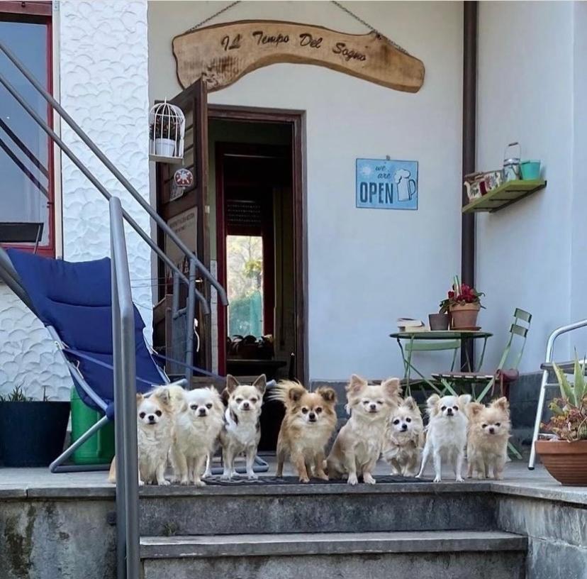 B&B Il Tempo Del Sogno Con Cani E Gatti Pet&Breakfast Baveno Exteriér fotografie